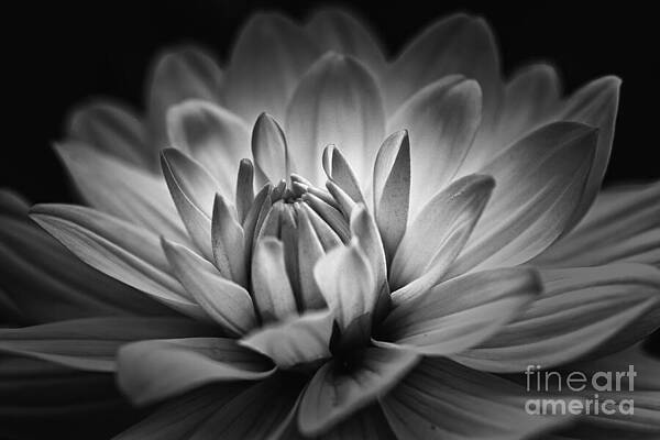 Wall Art featuring the photograph Brilliance by Mary Lou Chmura