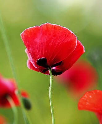 Wall Art featuring the photograph Brilliant Red Poppy Flower by Rona Black