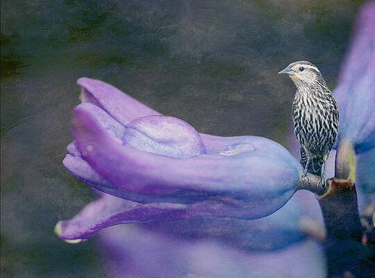 Wall Art featuring the photograph Brown Bird On A Purple Flower by Crystal Wightman