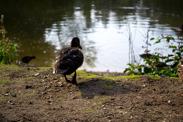 Wild Photograph - Brown Duck Going For A Swim by Scott Lyons