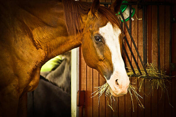 Wall Art featuring the photograph Brown Horse by Joann Copeland-Paul