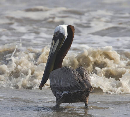 Photograph - Brown Pelican by Jim E Johnson