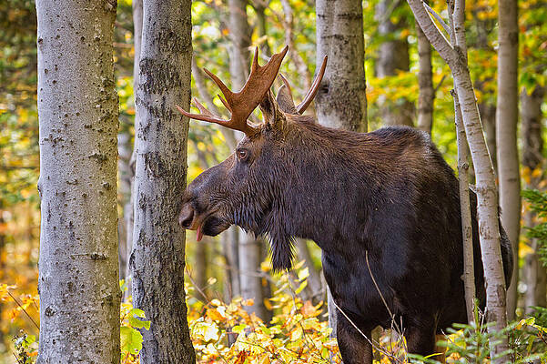 Mountain Wall Art featuring the photograph Bull Moose In The Birches by Jeff Sinon