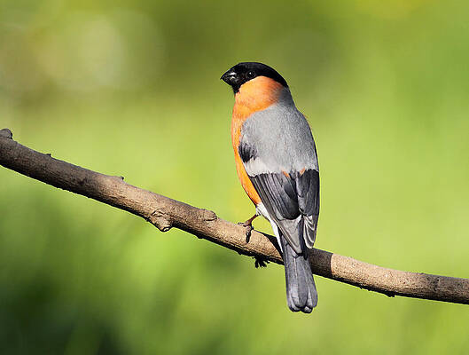Bird Wall Art featuring the photograph Bullfinch by Grant Glendinning