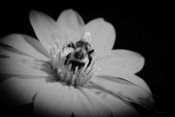 Wall Art featuring the photograph Bumble Bee On Flower by Crystal Wightman