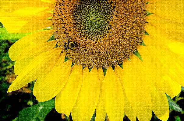 Wall Art featuring the photograph Bumble Bee On Sunflower by Crystal Wightman