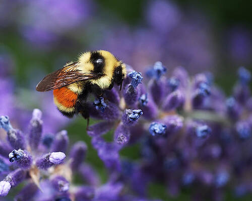 Wall Art featuring the photograph Bumblebee On Lavender by Rona Black
