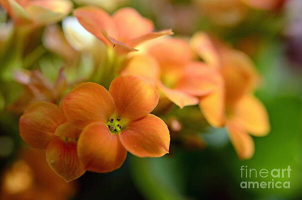 Nature Wall Art featuring the photograph Bunch Of Small Orange Flowers by Sami Sarkis Photography