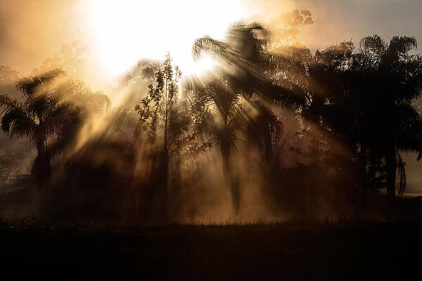 Country Wall Art featuring the photograph Burst by Nicholas Blackwell