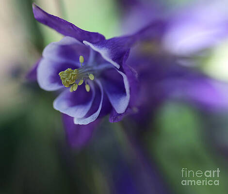 Wall Art featuring the photograph Burst Of Nature by Mary Lou Chmura