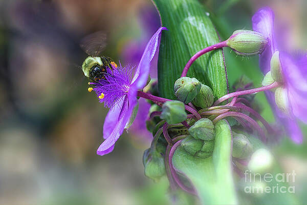 Wall Art featuring the photograph Busy As A Bee by Mary Lou Chmura