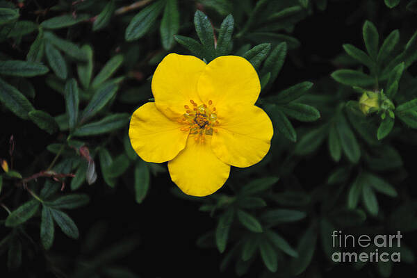 Spring Wall Art featuring the photograph Buttercup by William Norton