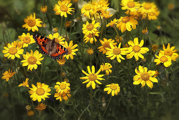 Delicate Wall Art featuring the photograph Butterfly And Daisies by Shirley Mitchell