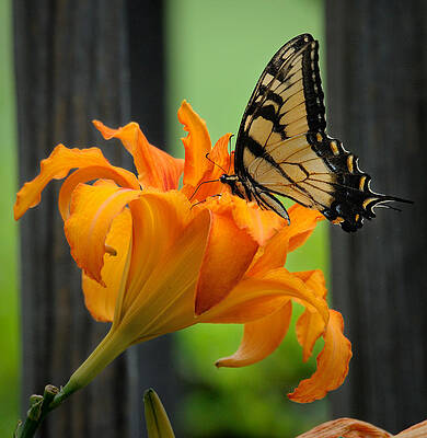 David Photograph - Butterfly by David Hart