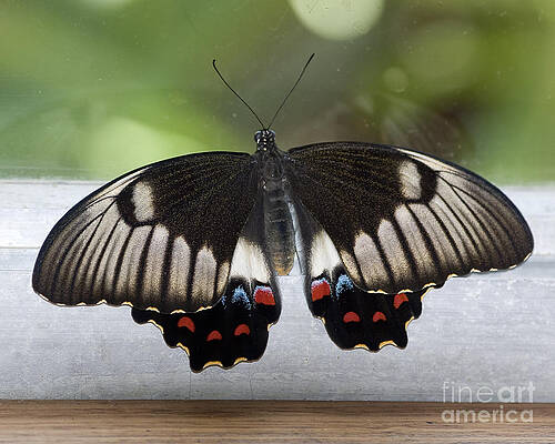Wildlife Photograph - Butterfly by Steven Ralser