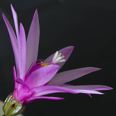 Delicate Wall Art featuring the photograph Cactus Bloom by Shirley Mitchell