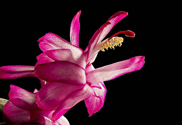Flower Photograph - Cactus Blossom by Mary Jo Allen