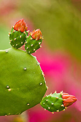 Wall Art featuring the photograph Cactus Flower by Lisa Chorny