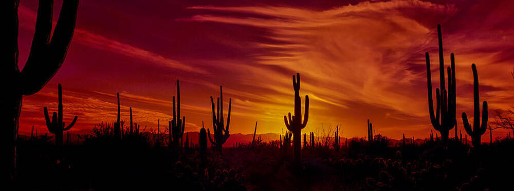 Desert Sunset with Cacti Silhouettes Photograph