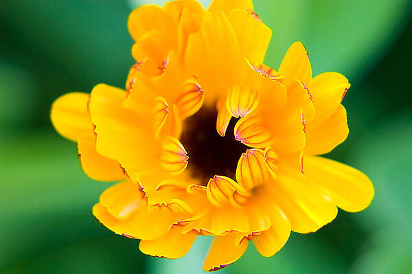 Wall Art featuring the photograph Calendula by Lisa Chorny
