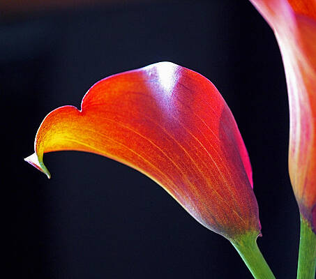 Wall Art featuring the photograph Calla Colors And Curves by Rona Black