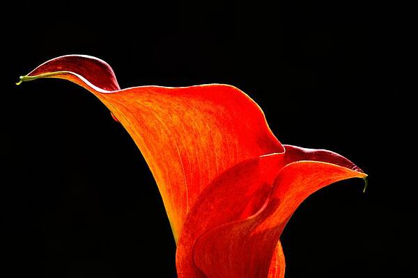 Photograph - Calla Lily High Contrast by Scott Lyons