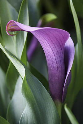 Graceful Purple Calla Lily Wall Art