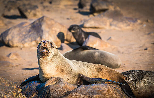 Wildlife Wall Art featuring the photograph Can I Get Some Service Here - Fur Seal Photograph by Duane Miller