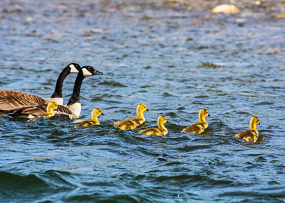 Wall Art featuring the photograph Canadian Geese And Goslings by Omaste Witkowski