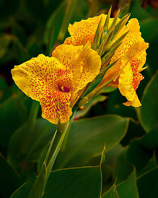 Vibrant Yellow Canna Lily Blooms Photograph