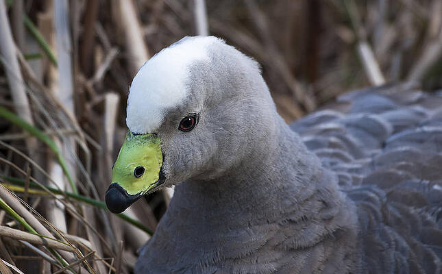 Wildlife Photograph - Cape Barren Goose by Steven Ralser