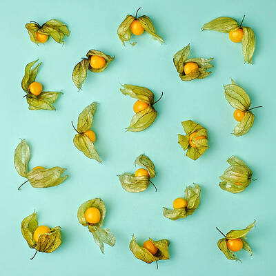 Cape Gooseberries on Blue Background Wall Art