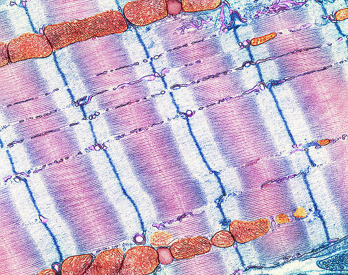 Muscle Wall Art for Sale by Science Photo Library