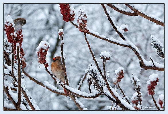 Wall Art featuring the photograph Cardinal In The Snow by Crystal Wightman