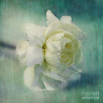 Soft White Carnation Bloom Wall Art