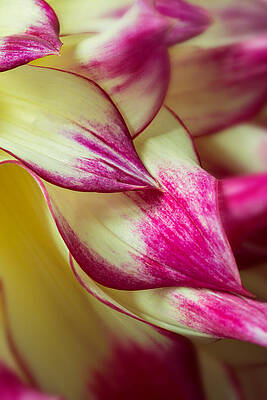 Vibrant Close-Up of Dahlia Petals Wall Art