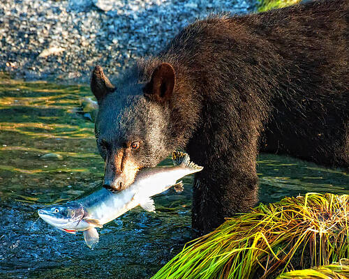 Bear Wall Art featuring the photograph Catch Of The Day by Ghostwinds Photography