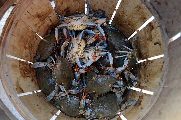 Water Wall Art featuring the photograph Catch Of The Day by La Dolce Vita