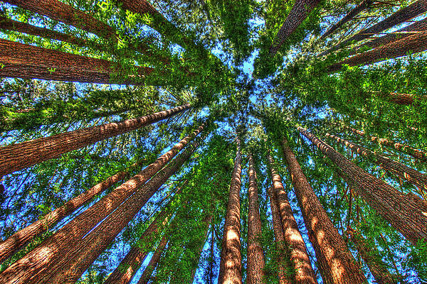 Wall Art featuring the photograph Cathedral Redwood Grove by Lisa Chorny