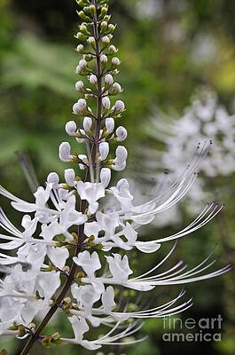 Nature Wall Art featuring the photograph Cat's Whisker Flower In Garden by Sami Sarkis Photography