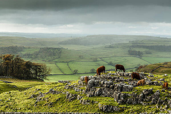 Country Wall Art featuring the photograph Cattle In The Yorkshire Dales by Sue Leonard