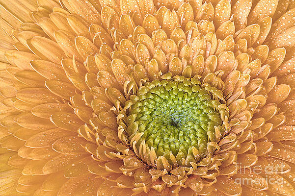 Summer Photograph - Center Of Attraction by Susan Candelario