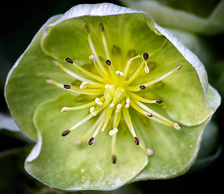 Delicate Wall Art featuring the photograph Centre Spray by Shirley Mitchell
