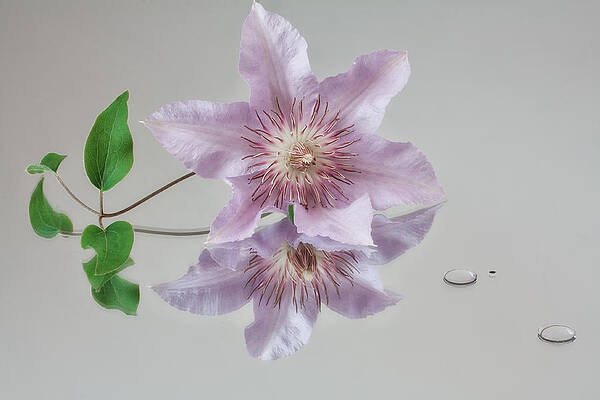 Delicate Wall Art featuring the photograph Centre Stage by Shirley Mitchell