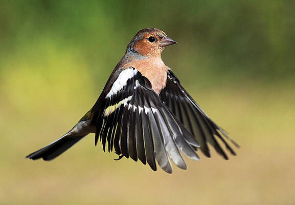 Bird Wall Art featuring the photograph Chaffinch In Flight by Grant Glendinning
