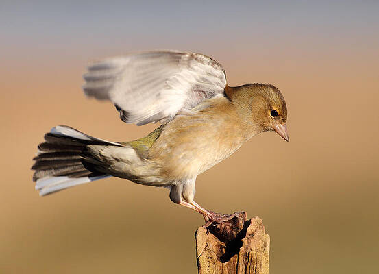 Bird Wall Art featuring the photograph Chaffinch Landing by Grant Glendinning