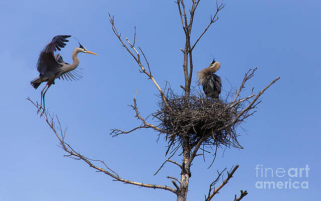 Wild Photograph - Changing Of The Guards by Mary Lou Chmura