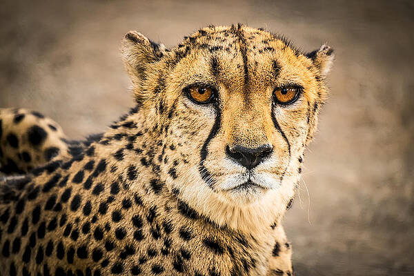 Nature Wall Art featuring the photograph Cheetah Portrait - Color Photograph by Duane Miller