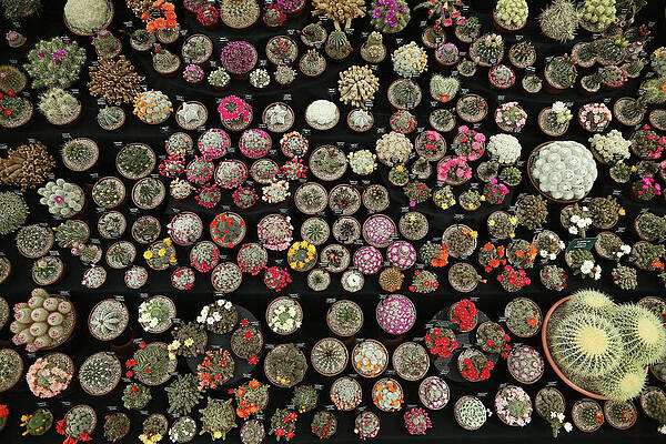 Wall Art featuring the photograph Chelsea Flower Show 2013 - Press Day by Dan Kitwood