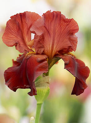 Beautiful Photograph - Chelsea Iris by Rona Black